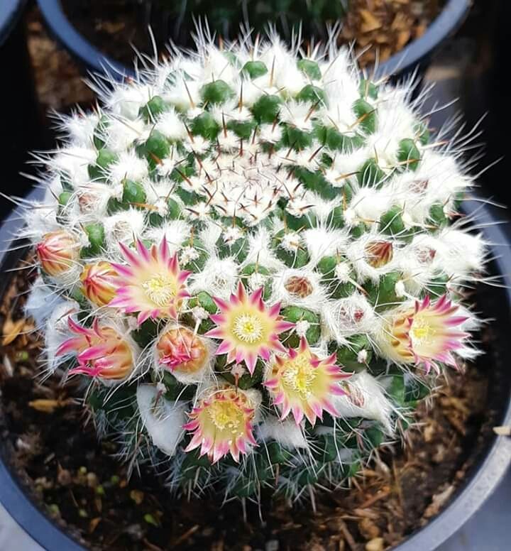 Cactus