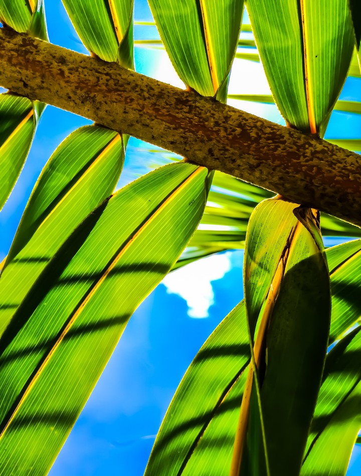 Under the coconuts