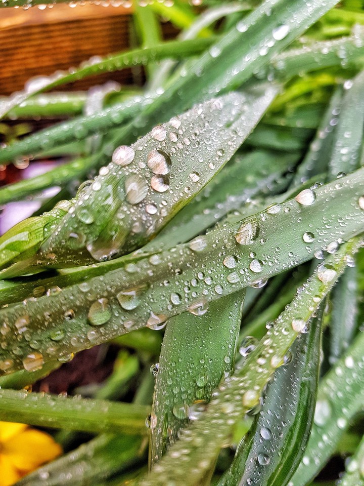 water drops