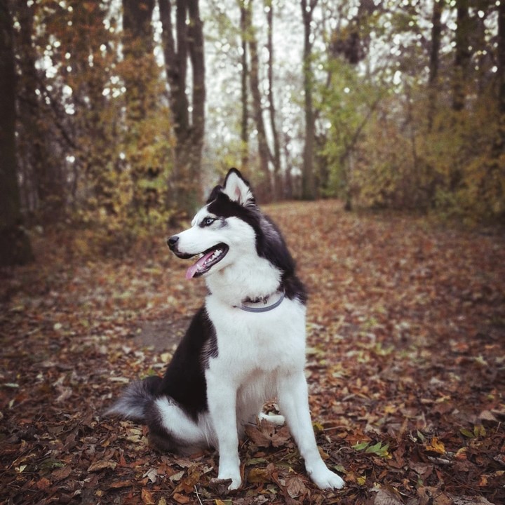 Ozzy has the most gorgeous smile