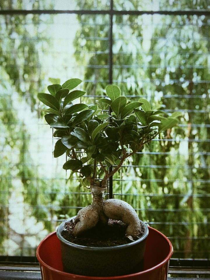 Bonzai Tree..