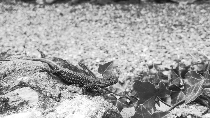 lizard