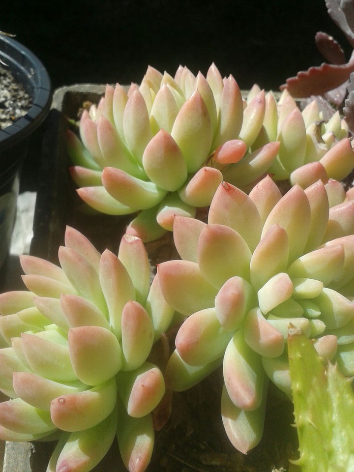 Succulents