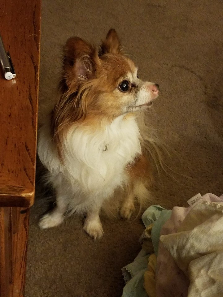 Harley waiting for her treat