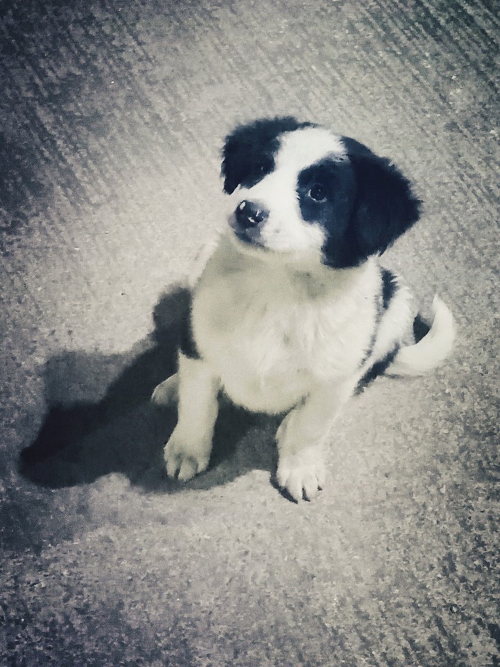 Puppy