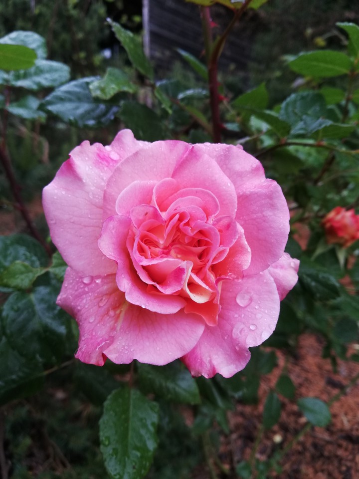 rose