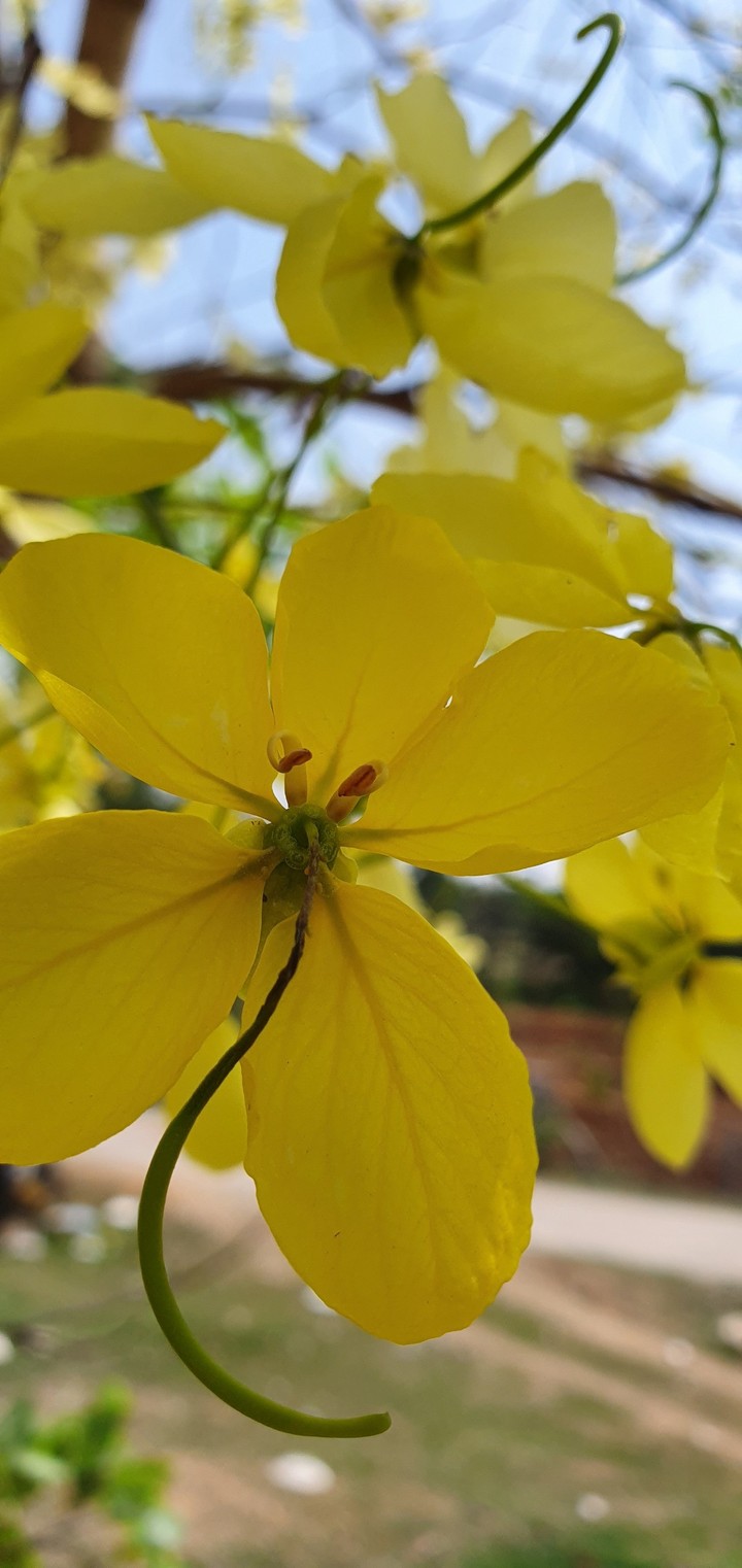 flower yellowish