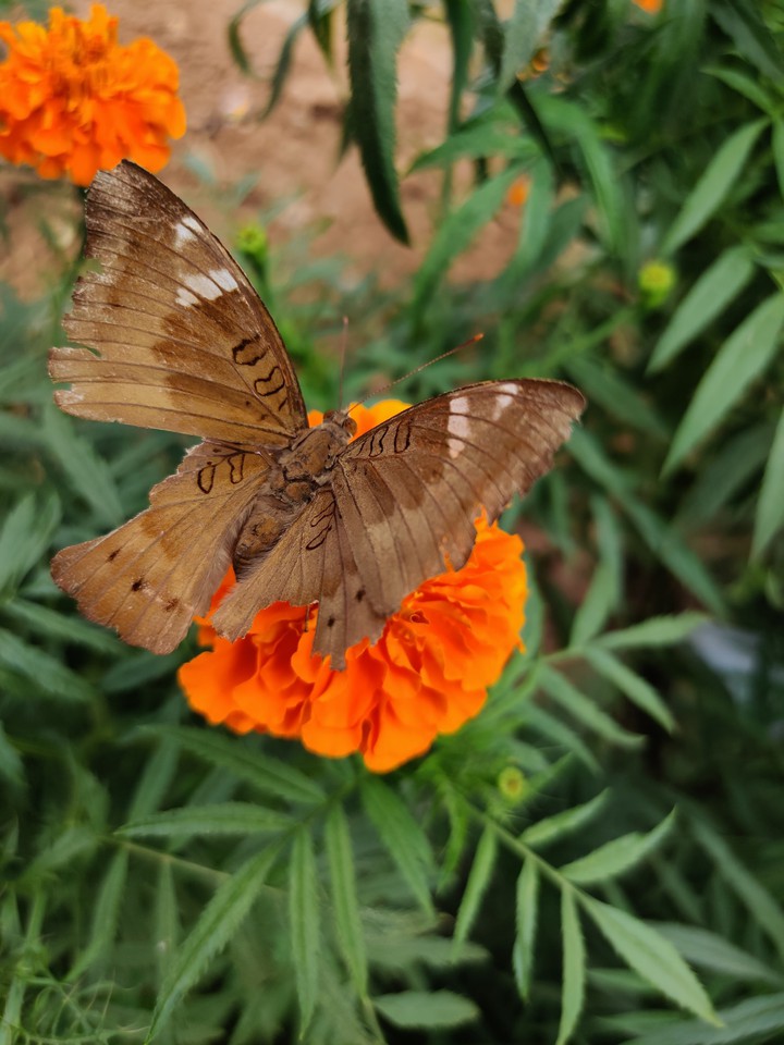 butterfly
