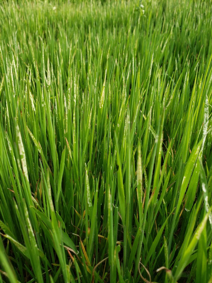Green grass