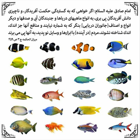 Hadis