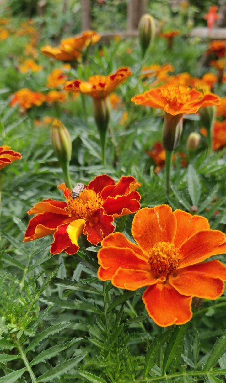 Couple Flowers