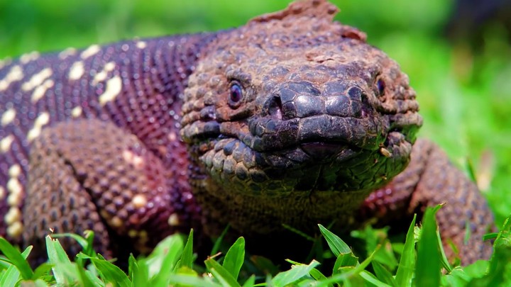 drgn