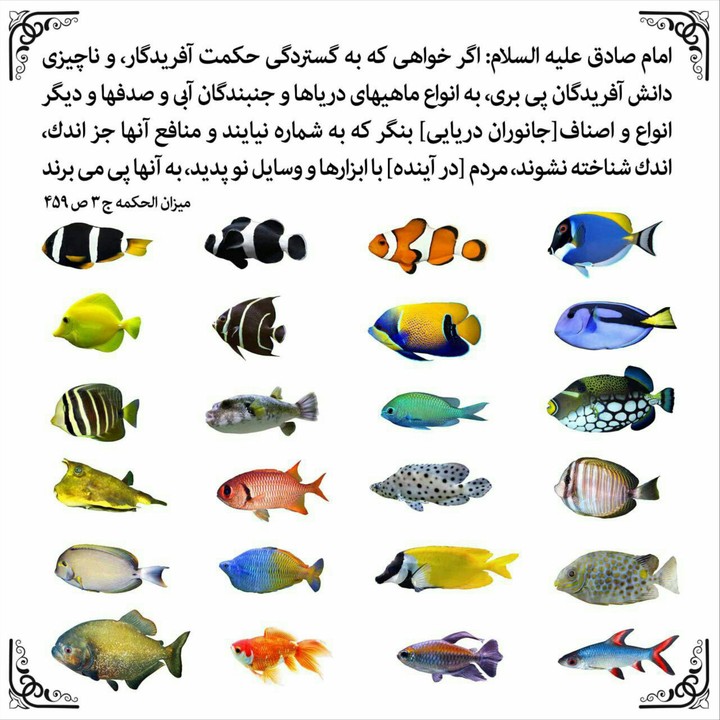 Hadis