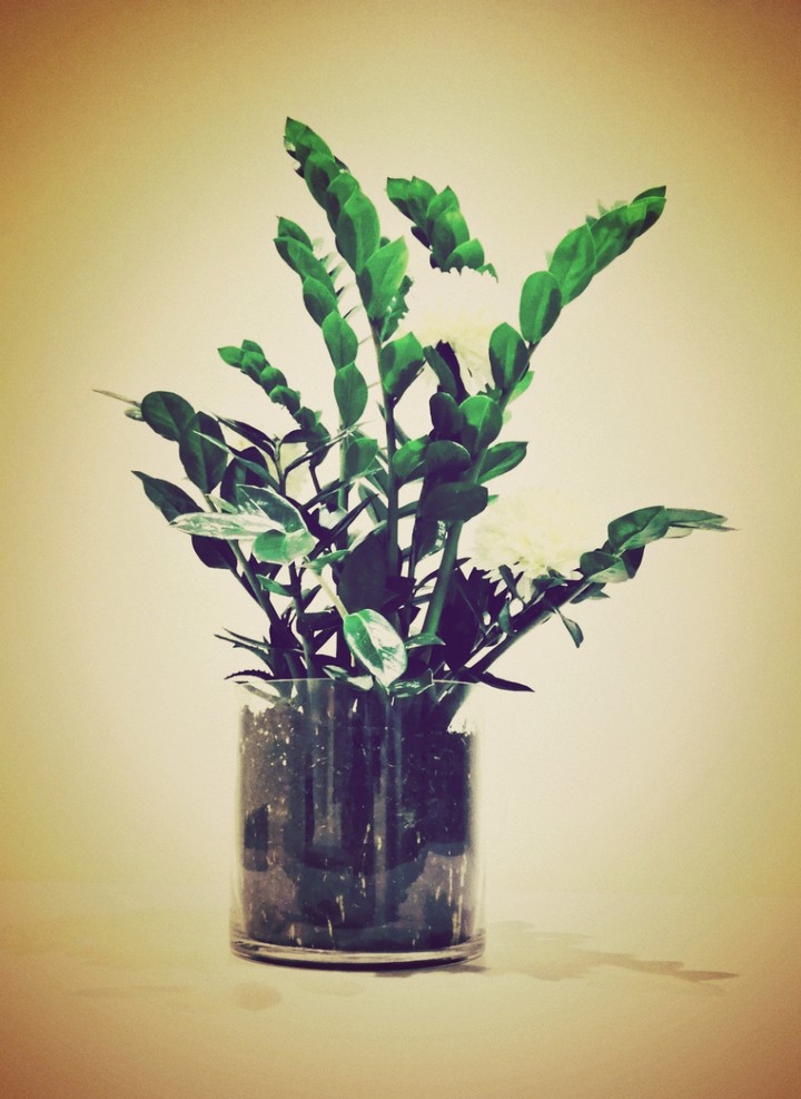 Plant