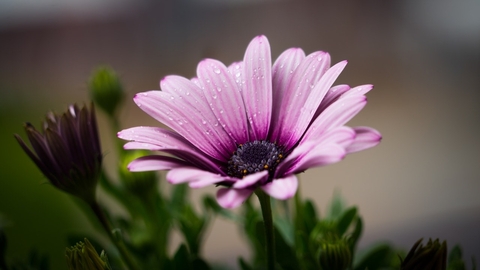 tapety violet, flower