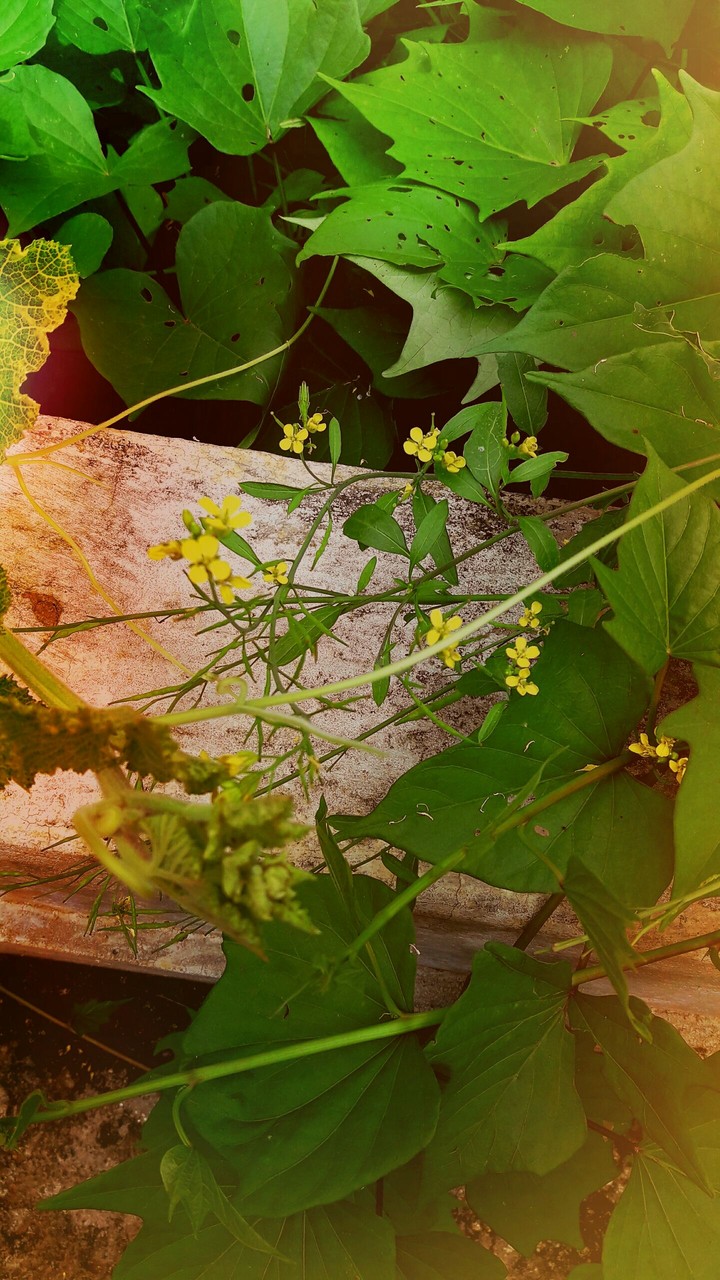flower, leaf, green,
