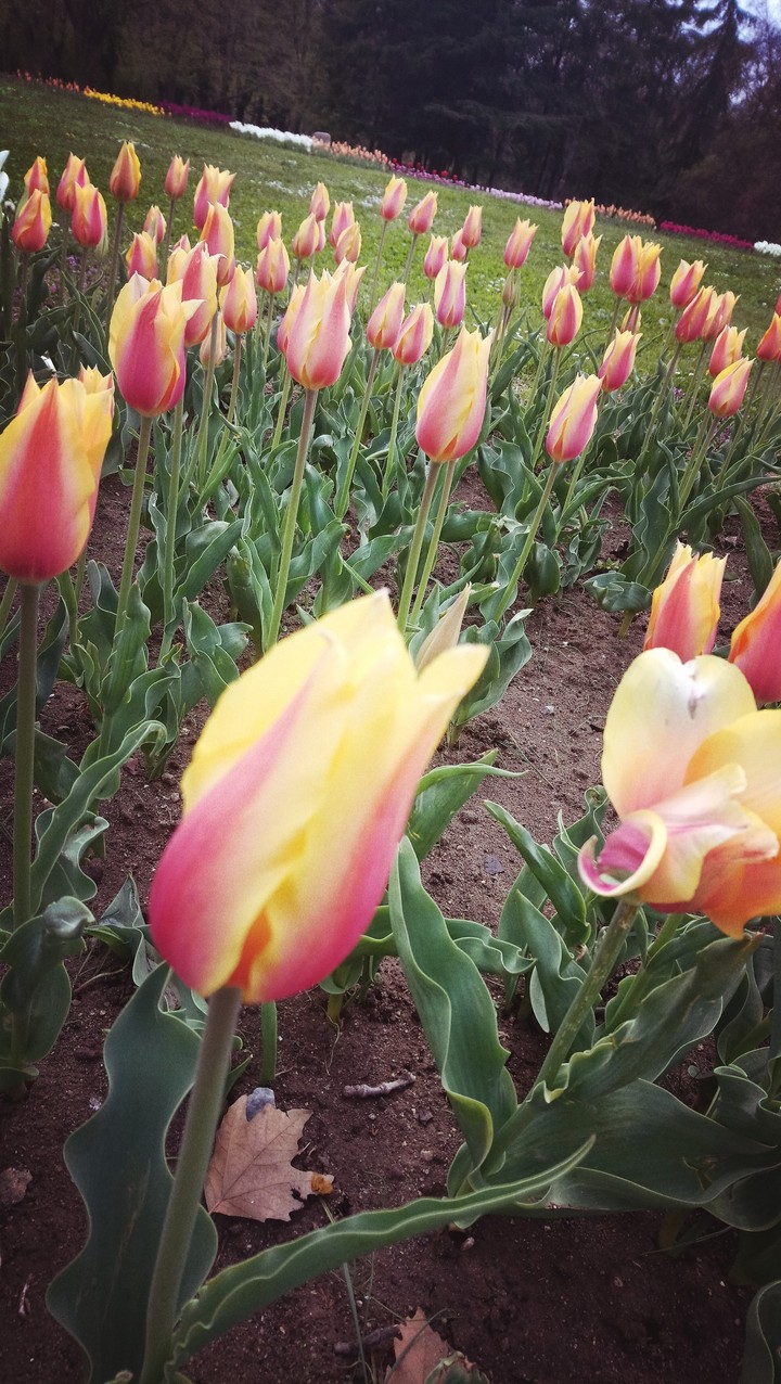 spring tulip