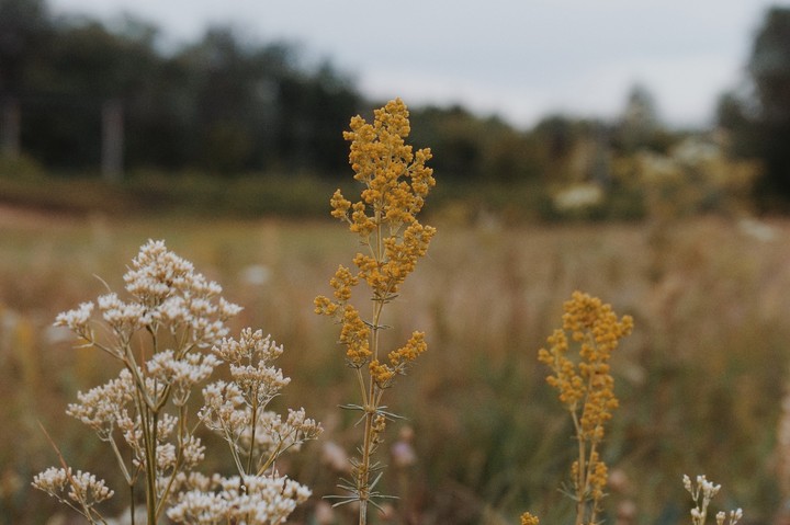 flowers