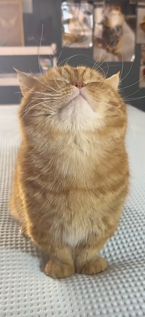 Cute cat