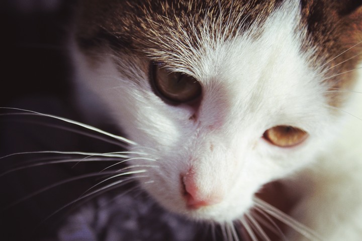 whiskers
