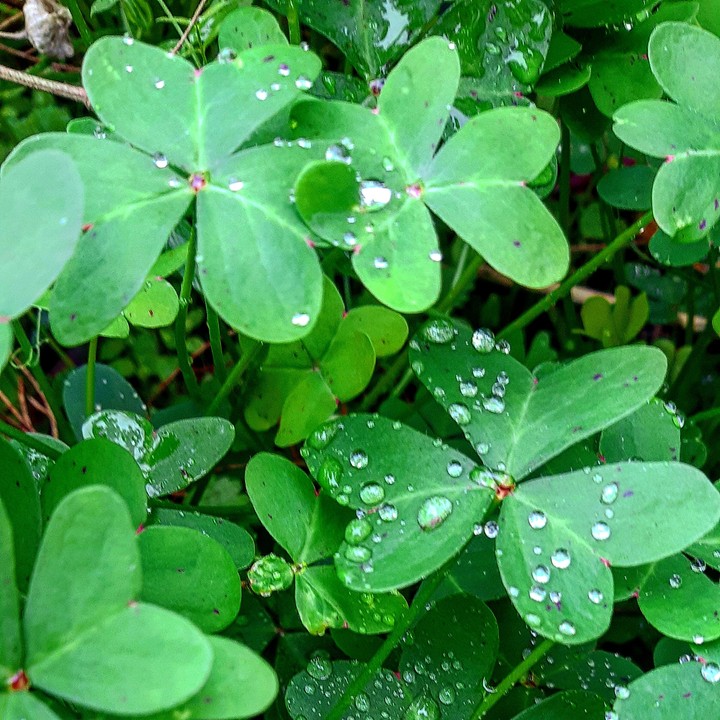 drop of water