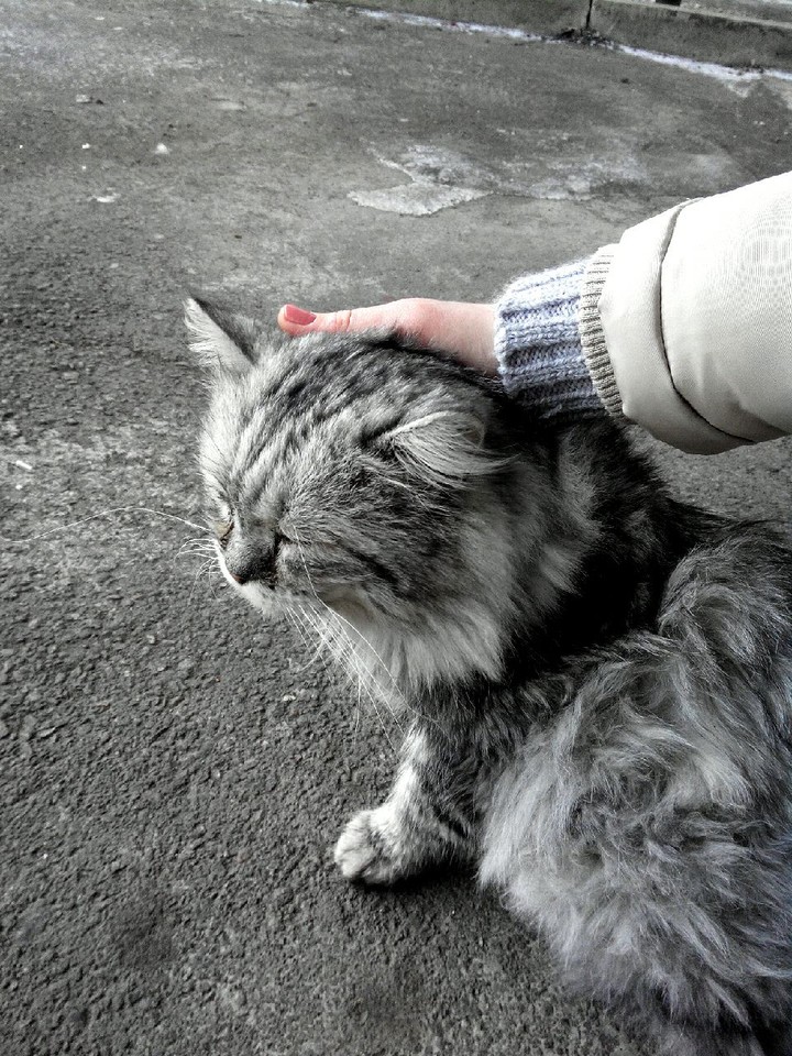 cat