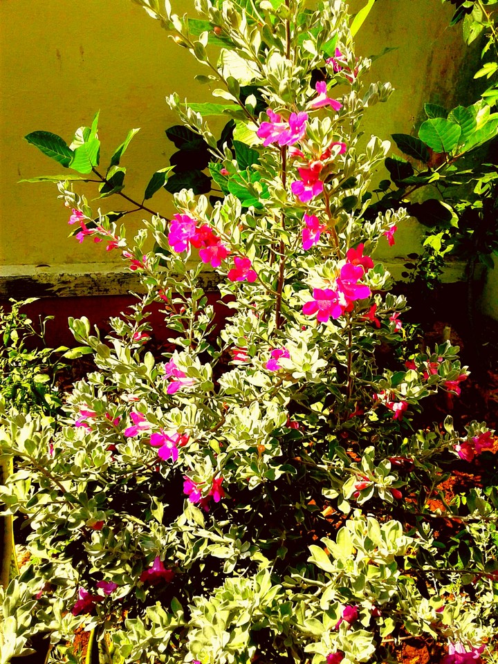 flower