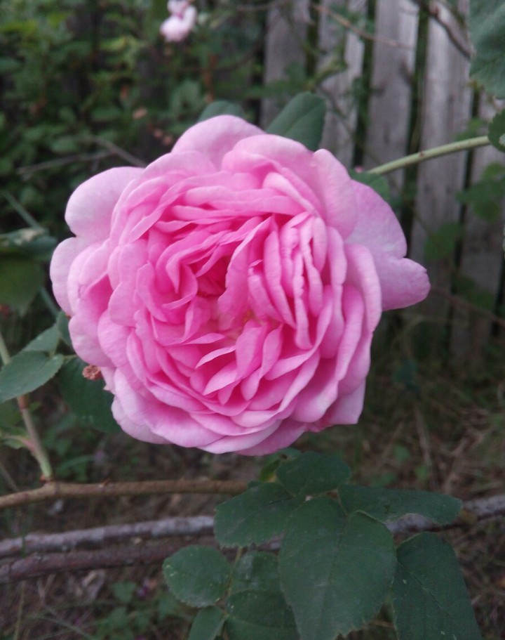 Roses