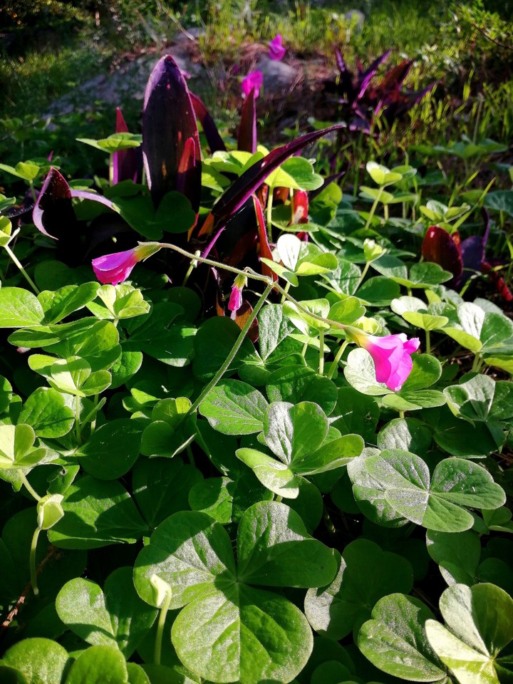 Trifolium_Pratense