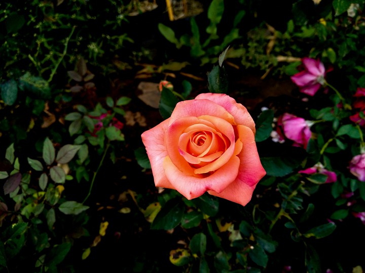 beautiful flower