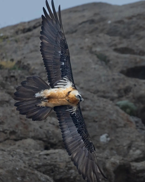 רקעים vulture, bird