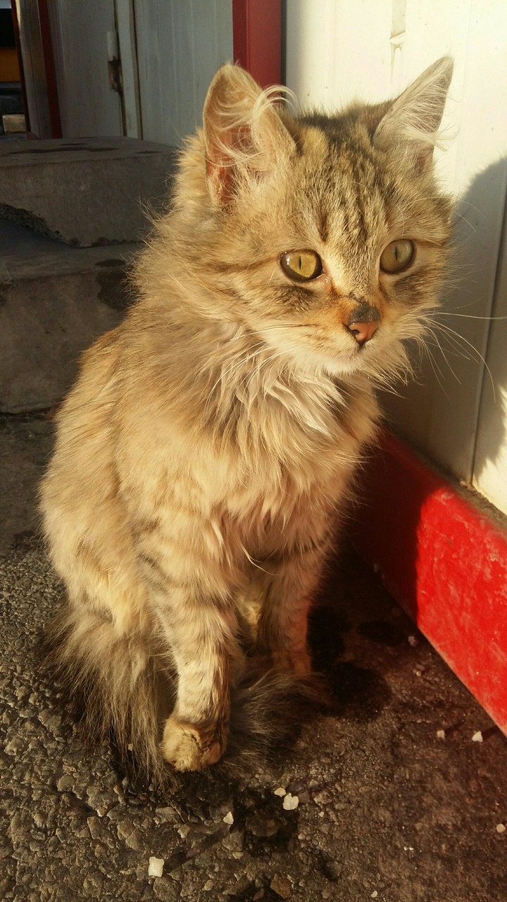 cat