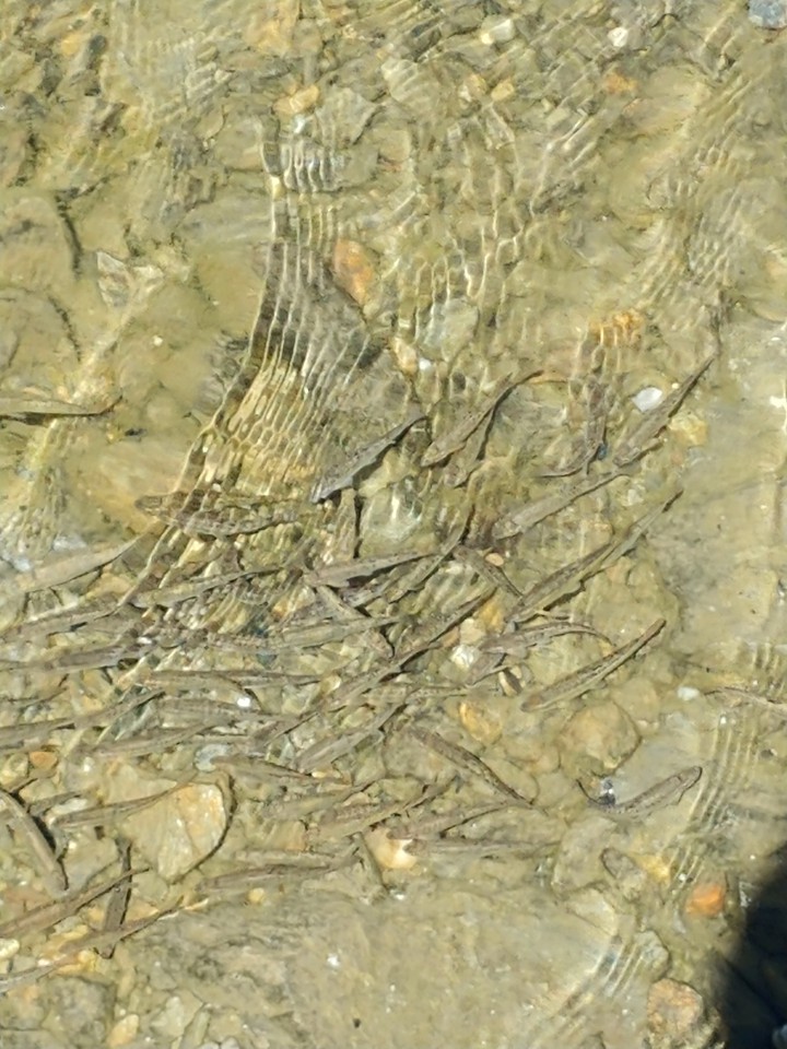fish