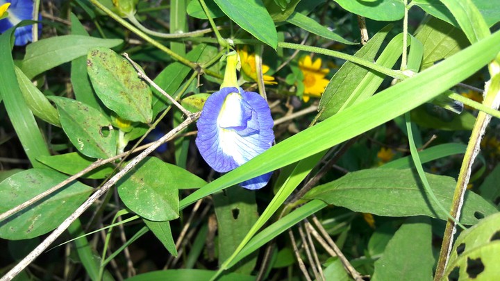 Lavendar flower