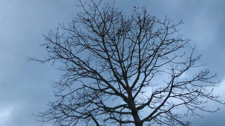 alone winter