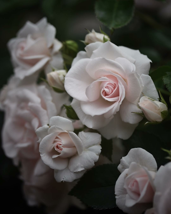 rose