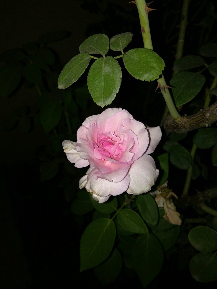 Pink gives Peace.... nd sense of friendship.. 