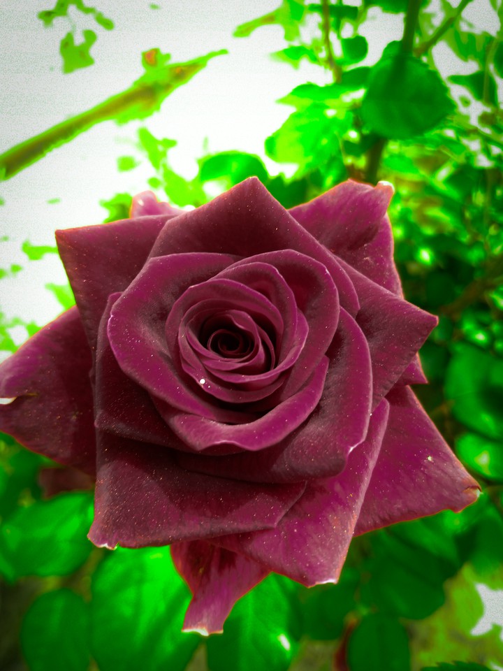 black tiger flowers