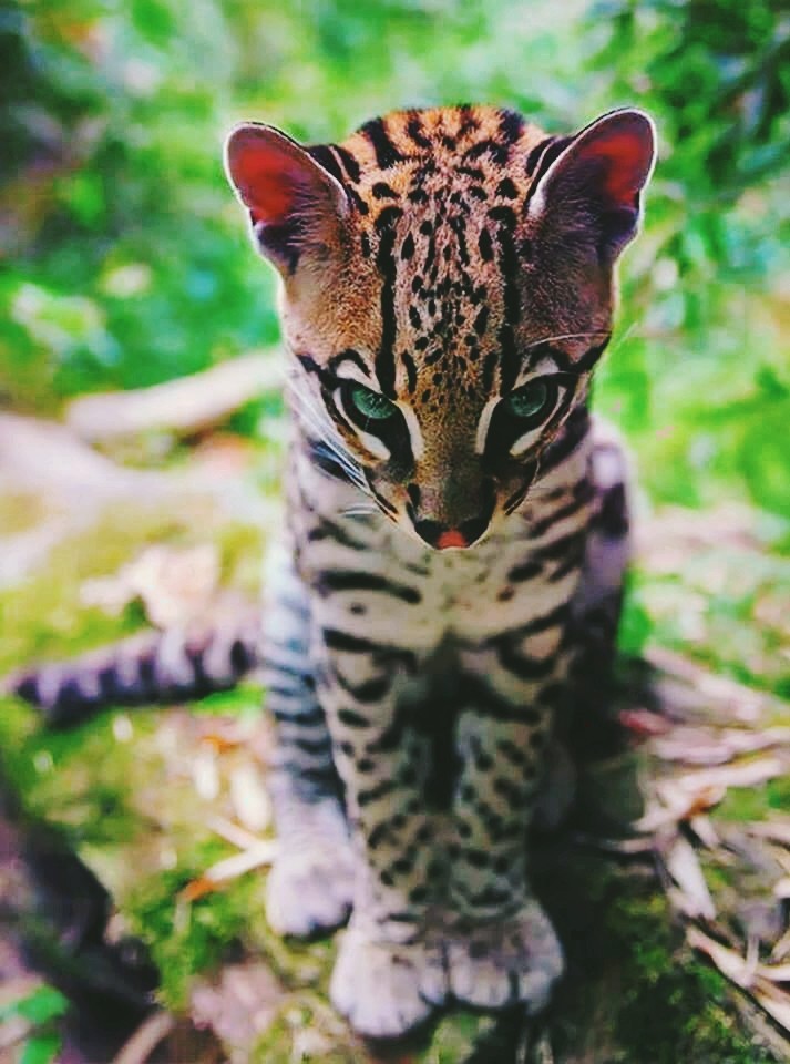 animal love
