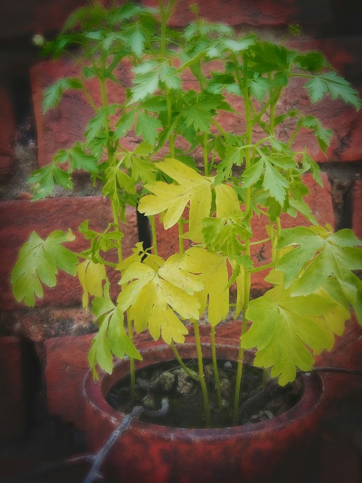 green