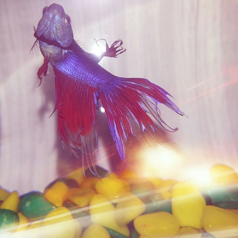 fishhh