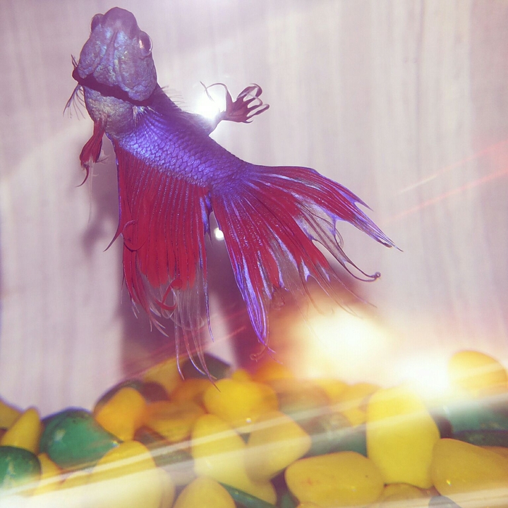 fishhh