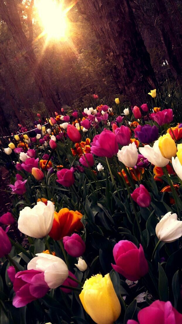 tulips