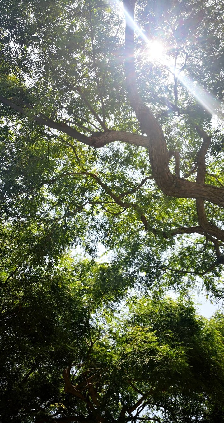Bajo el árbol