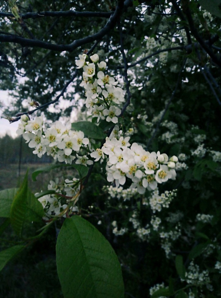 весна