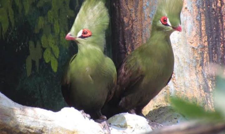birds