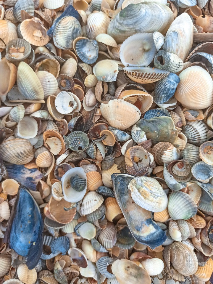 Shells