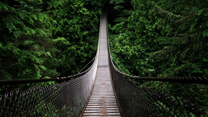 beauty of forest bridge
