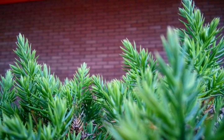 Tiny Forest