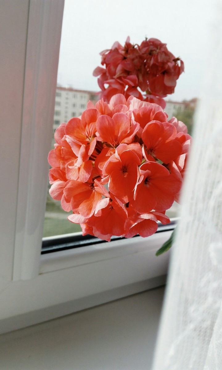 flower